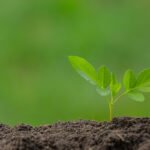 السوفييت، النفوذ، الأدب، السياسة، الهند، التقدمية، الحركات،