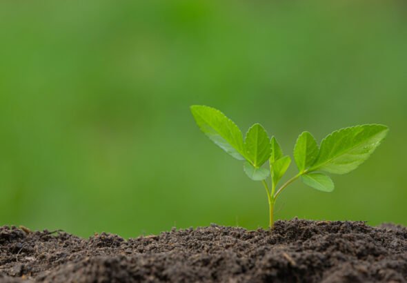 السوفييت، النفوذ، الأدب، السياسة، الهند، التقدمية، الحركات،